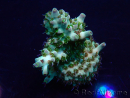 WYSIWYG Acropora Mariculture acclimated LED