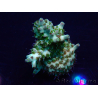 WYSIWYG Acropora Maricoltura acclimatata a LED