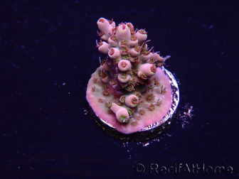 WYSIWYG Acropora Mariculture acclimated LED