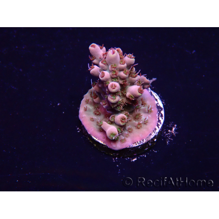 WYSIWYG Acropora Maricultuur geacclimatiseerd LED