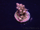 WYSIWYG Acropora Marikultur akklimatisiert LED