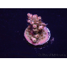 WYSIWYG Acropora Mariculture acclimated LED
