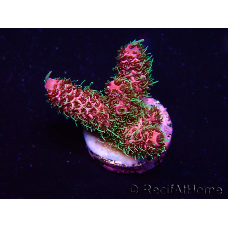 WYSIWYG Acropora Maricultuur geacclimatiseerd LED