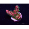WYSIWYG Acropora Maricultuur geacclimatiseerd LED