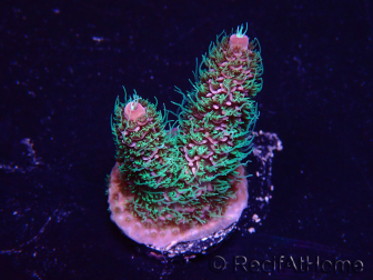 WYSIWYG Acropora Mariculture acclimated LED