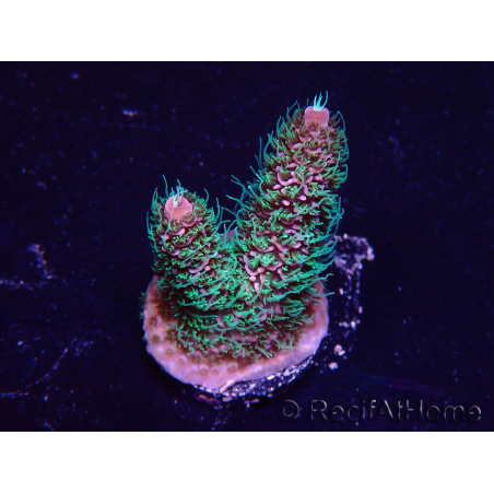 WYSIWYG Acropora Maricoltura acclimatata a LED
