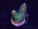 WYSIWYG Acropora Mariculture acclimated LED