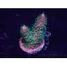 WYSIWYG Acropora Mariculture acclimated LED