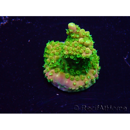 WYSIWYG Acropora Maricultuur geacclimatiseerd LED