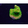 WYSIWYG Acropora Maricultura aclimatada LED