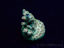 WYSIWYG Acropora Maricoltura acclimatata a LED