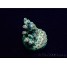 WYSIWYG Acropora Mariculture acclimated LED