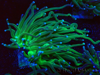 WYSIWYG Euphyllia glabrescens (Maricultura aclimatada bajo LED) 8A1