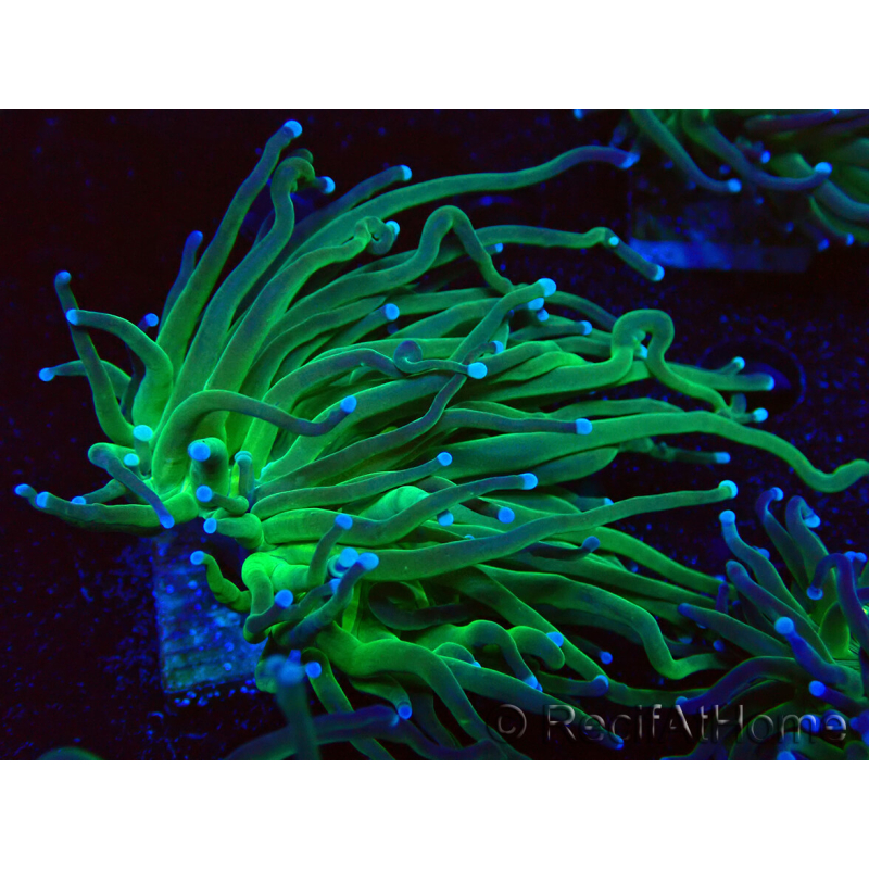 WYSIWYG Euphyllia glabrescens (Maricoltura acclimatata sotto LED) 8A1