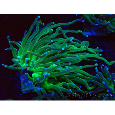 WYSIWYG Euphyllia glabrescens (Mariculture acclimated under LED) 8A1