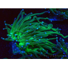 WYSIWYG Euphyllia glabrescens (Mariculture acclimaté sous LED) 8A1