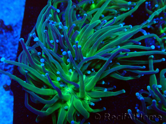 WYSIWYG Euphyllia glabrescens (Mariculture acclimaté sous LED) 8A3