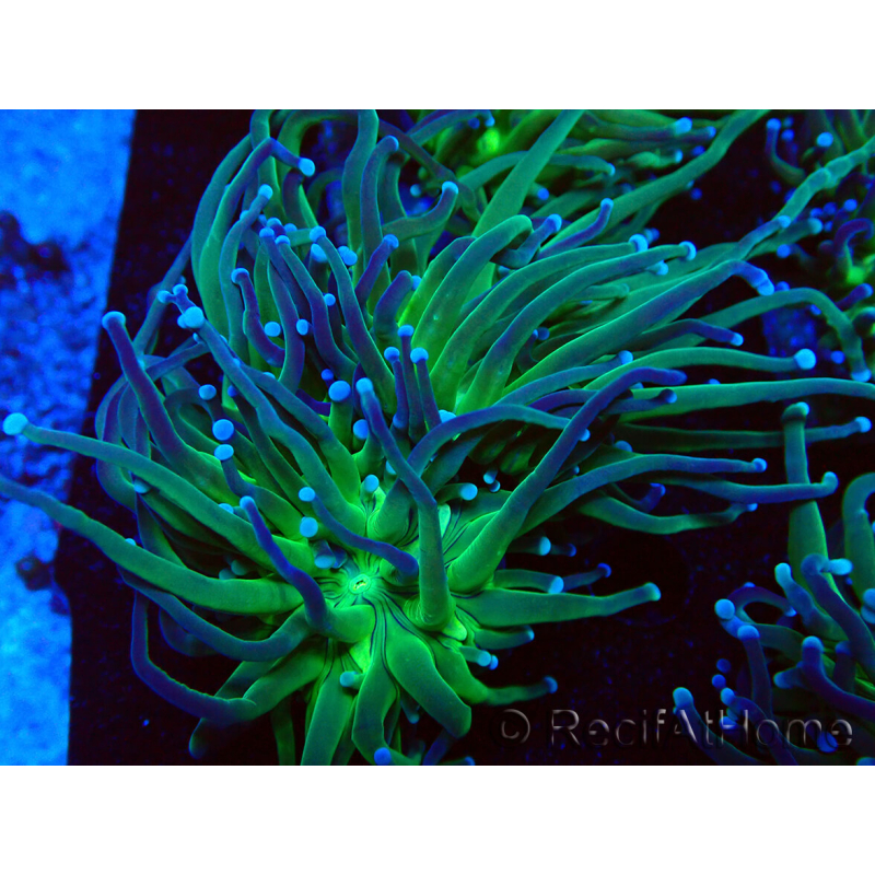 WYSIWYG Euphyllia glabrescens (Maricoltura acclimatata sotto LED) 8A3