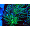 WYSIWYG Euphyllia glabrescens (Maricoltura acclimatata sotto LED) 8A3