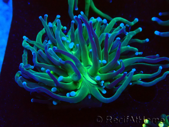 WYSIWYG Euphyllia glabrescens (Mariculture acclimaté sous LED) 8A4
