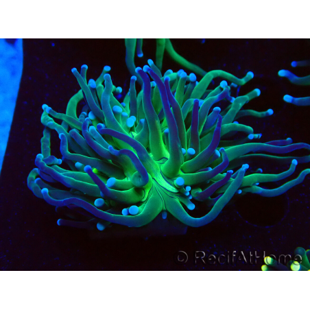 WYSIWYG Euphyllia glabrescens (Mariculture acclimated under LED) 8A4