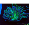 WYSIWYG Euphyllia glabrescens (Mariculture acclimaté sous LED) 8A4