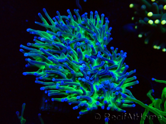 WYSIWYG Euphyllia glabrescens (Maricultura aclimatada bajo LED) 8A6