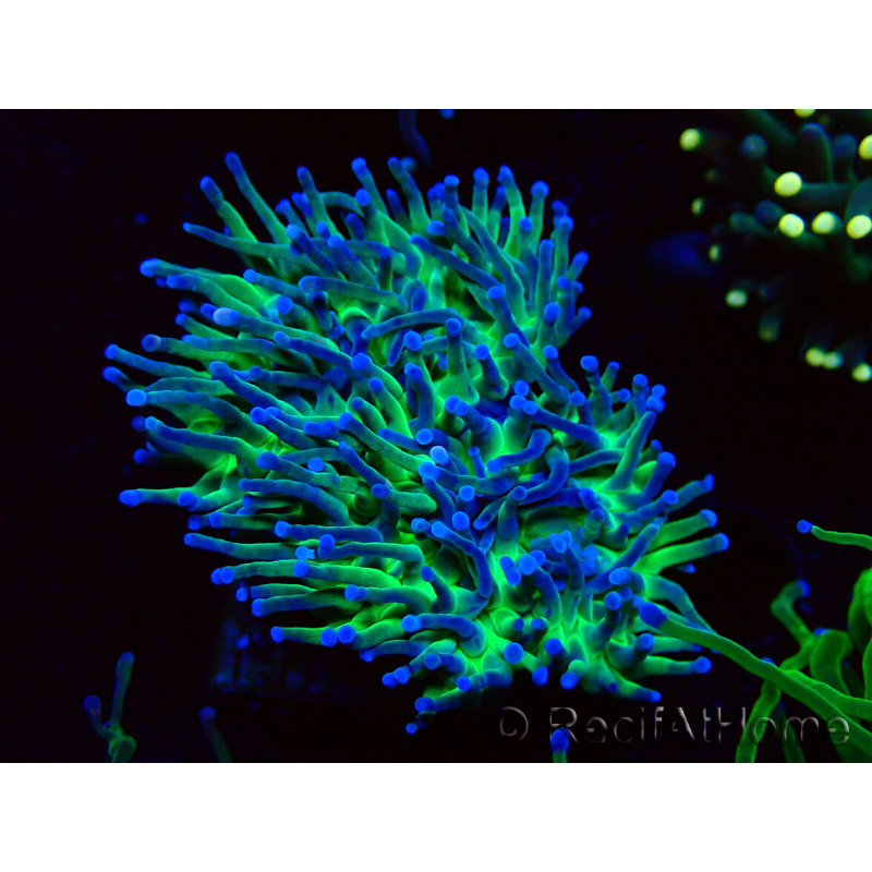 WYSIWYG Euphyllia glabrescens (Mariculture acclimaté sous LED) 8A6