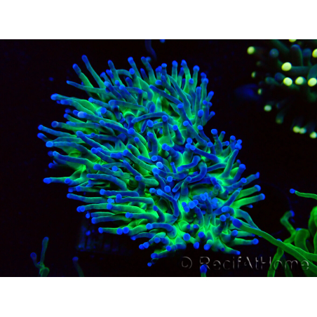 WYSIWYG Euphyllia glabrescens (Maricoltura acclimatata sotto LED) 8A6