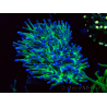 WYSIWYG Euphyllia glabrescens (Maricultura aclimatada bajo LED) 8A6