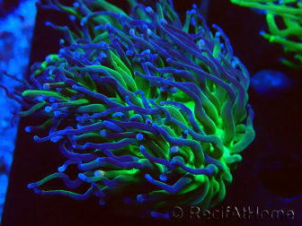 WYSIWYG Euphyllia glabrescens (Marikultur unter LED akklimatisiert) 8M1