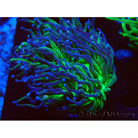 WYSIWYG Euphyllia glabrescens (Mariculture acclimaté sous LED) 8A7