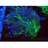 WYSIWYG Euphyllia glabrescens (Mariculture acclimaté sous LED) 8A7