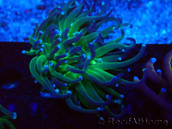 WYSIWYG Euphyllia glabrescens (Maricultura acclimatata sotto LED) 8M2