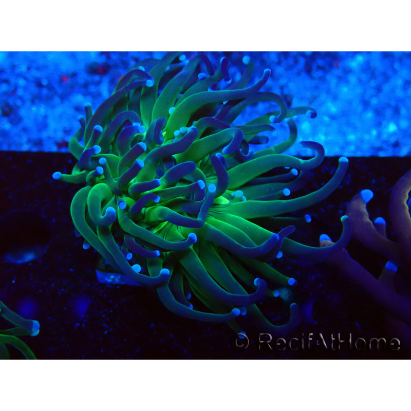 WYSIWYG Euphyllia glabrescens (Mariculture acclimaté sous LED) 8A8