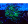 WYSIWYG Euphyllia glabrescens (Mariculture acclimaté sous LED) 8A8