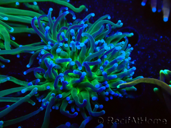 WYSIWYG Euphyllia glabrescens (Marikultur unter LED akklimatisiert) 8B1