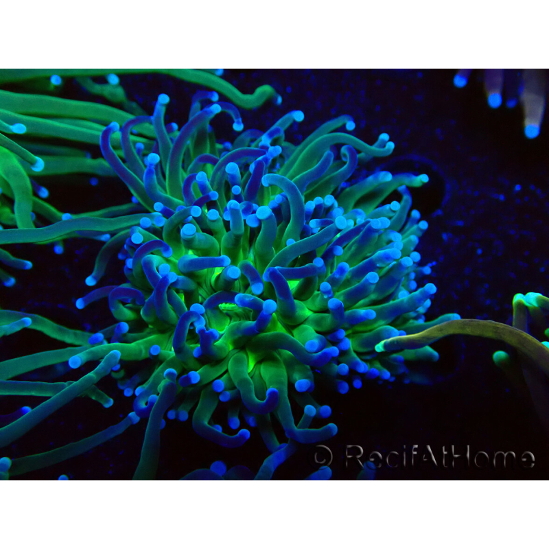 WYSIWYG Euphyllia glabrescens (Maricoltura acclimatata sotto LED) 8B1