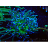 WYSIWYG Euphyllia glabrescens (Maricultura aclimatada bajo LED) 8B1