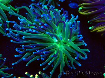 WYSIWYG Euphyllia glabrescens (Maricultured, acclimated under LED) 8B2