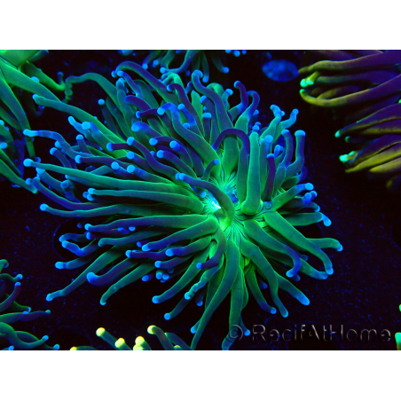 WYSIWYG Euphyllia glabrescens (Maricultured, acclimated under LED) 8B2