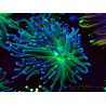 WYSIWYG Euphyllia glabrescens (Mariculture acclimaté sous LED) 8B2