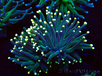 Euphyllia glabrescens WYSIWYG (Maricultura acclimatata sotto LED) 8B4