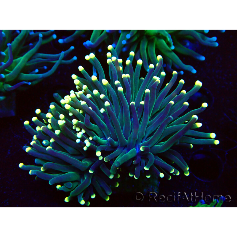 WYSIWYG Euphyllia glabrescens (Mariculture acclimaté sous LED) 8B4