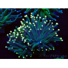 WYSIWYG Euphyllia glabrescens (Marikultur, akklimatisiert unter LED) 8B4