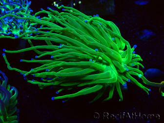 WYSIWYG Euphyllia glabrescens (Mariculture acclimaté sous LED) 8M3