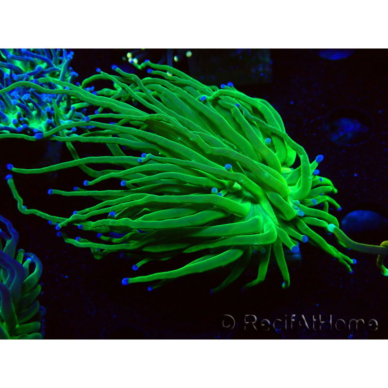 WYSIWYG Euphyllia glabrescens (Mariculture acclimaté sous LED) 8B7