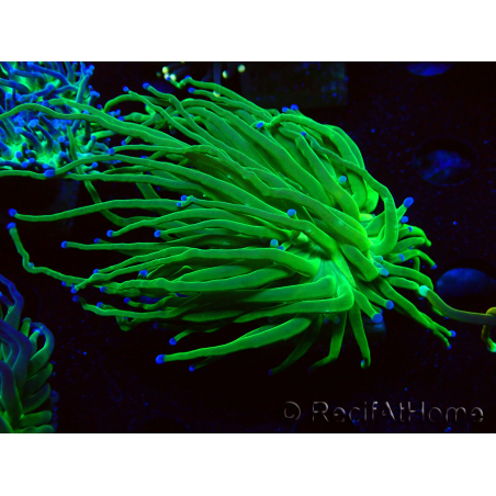 WYSIWYG Euphyllia glabrescens (Mariculture acclimaté sous LED) 8B7