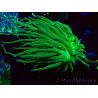 WYSIWYG Euphyllia glabrescens (Mariculture acclimaté sous LED) 8B7