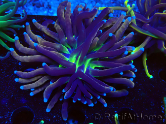 WYSIWYG Euphyllia glabrescens Nuclear Fusion (Maricoltura acclimatata sotto LED) 8C2